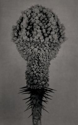 A Silent Mutation/Plants by Roberto Kusterle